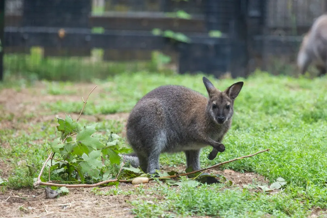 Wallabies cu program mai greu: provocare pentru pregătirea scurtă a Angliei