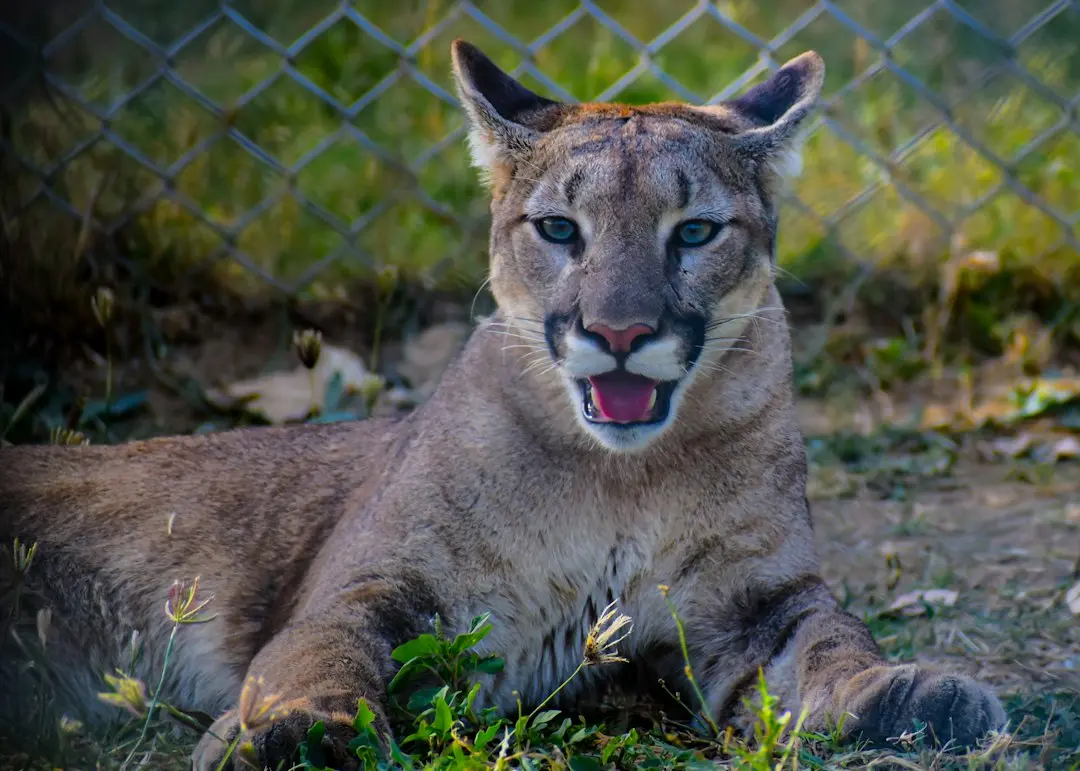 Florida Panthers scriu istorie în NHL: Record absolut de hat-trick-uri naturale